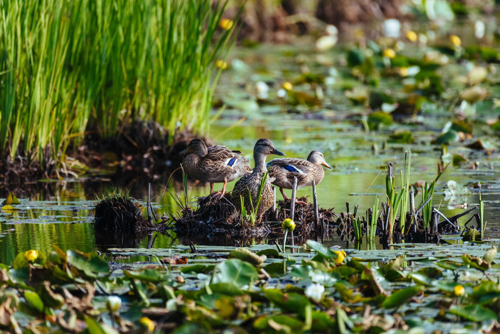 Three ducks look for food within a marsh
