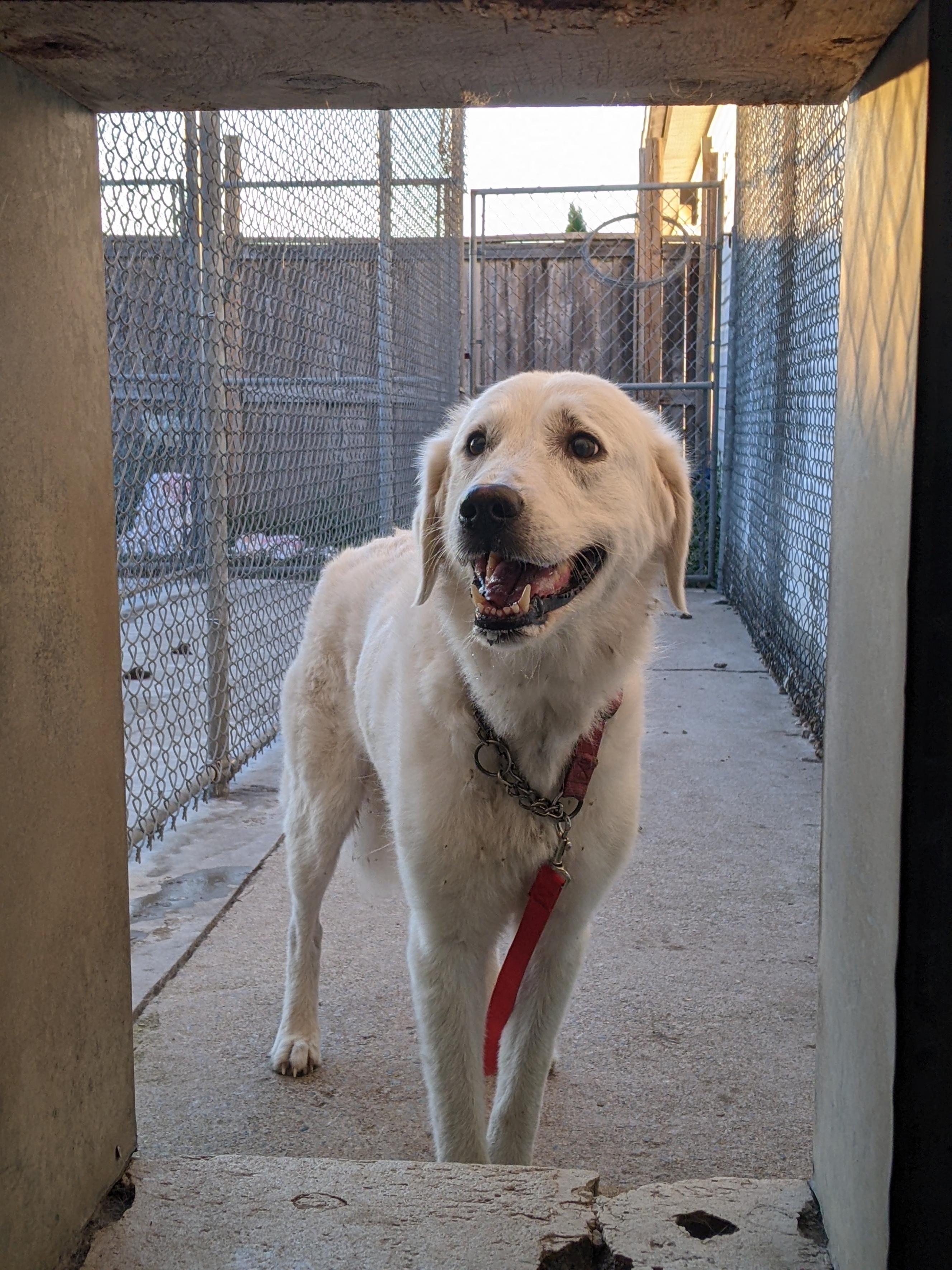 A white dog, with a red leash