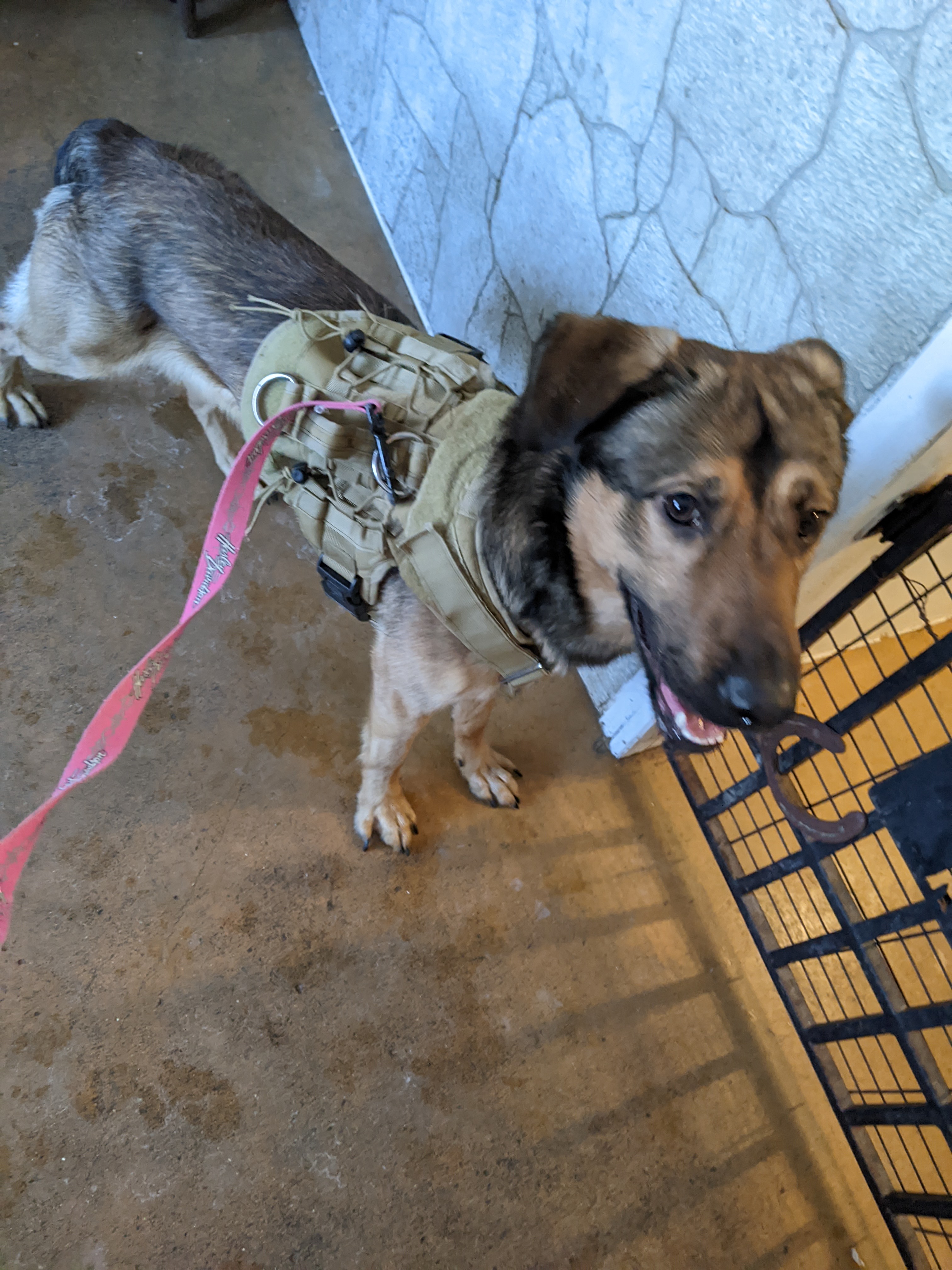 Young German Shepard in a tan harness